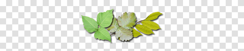 Kids Safety Poison Ivy, Leaf, Plant, Oak, Tree Transparent Png