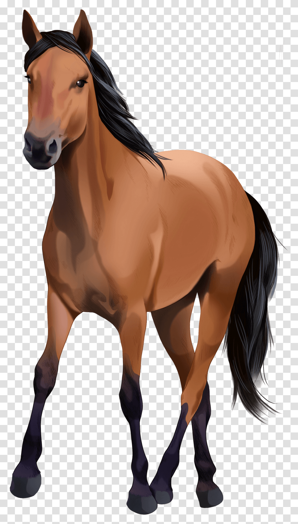 Kiger Mustang Clipart Mane, Horse, Mammal, Animal, Colt Horse Transparent Png