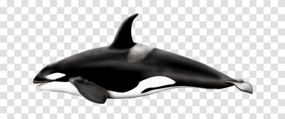 Killer Left Whale, Sea Life, Animal, Mammal, Orca Transparent Png