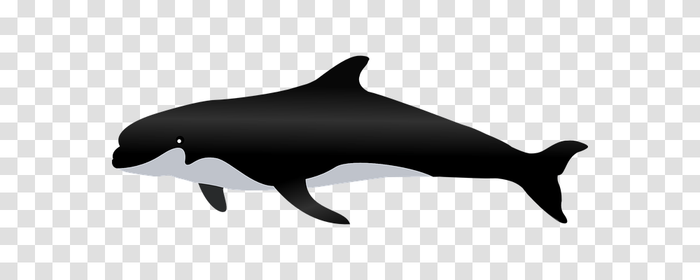 Killer Whale Holiday, Sea Life, Animal, Mammal Transparent Png
