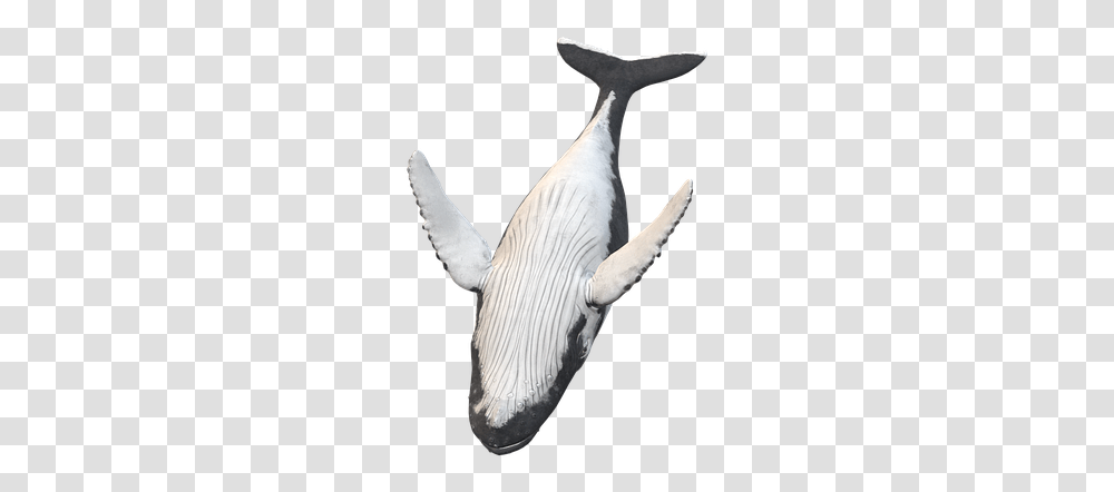 Killer Whale, Animal, Sea Life, Fish, Person Transparent Png