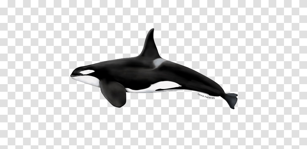 Killer Whale, Animals, Orca, Mammal, Sea Life Transparent Png