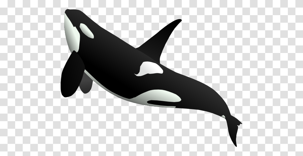 Killer Whale, Animals, Orca, Mammal, Sea Life Transparent Png