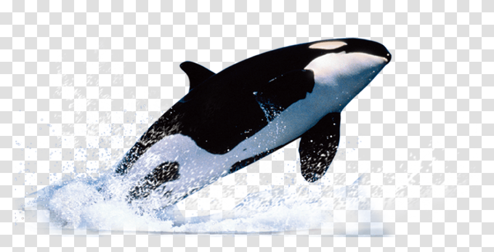 Killer Whale, Animals, Orca, Mammal, Sea Life Transparent Png