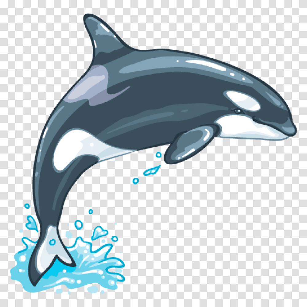 Killer Whale, Animals, Sea Life, Mammal, Helmet Transparent Png