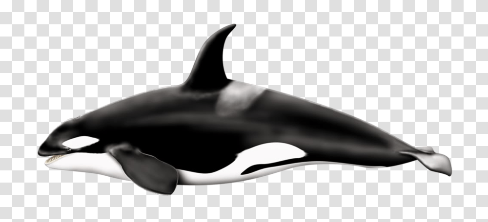 Killer Whale, Animals, Sea Life, Mammal, Orca Transparent Png