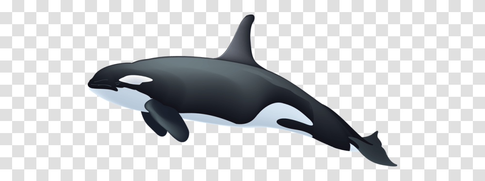Killer Whale, Animals, Sea Life, Mammal, Shark Transparent Png