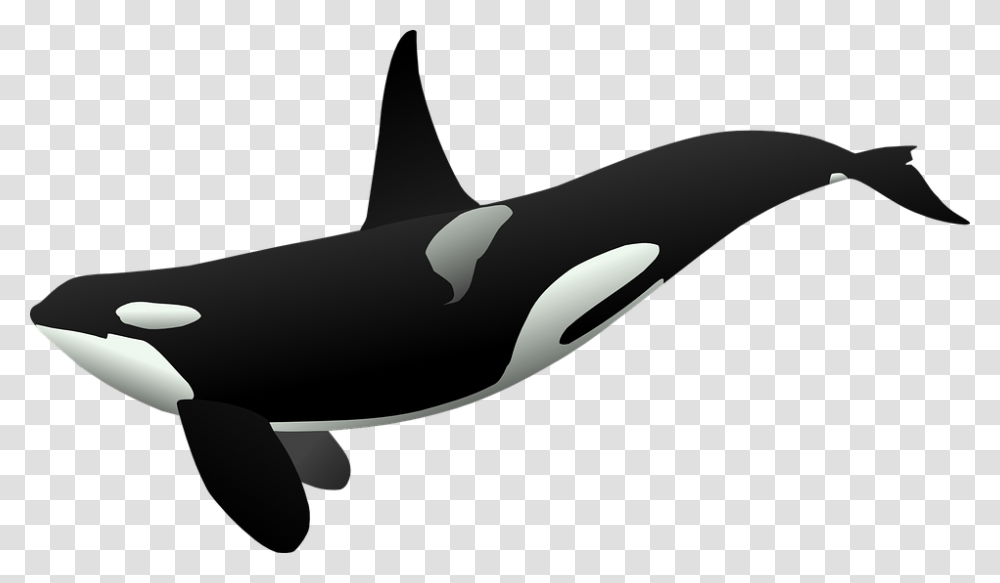 Killer Whale, Animals, Sea Life, Orca, Mammal Transparent Png