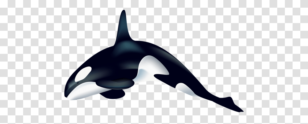 Killer Whale, Animals, Sea Life, Orca, Mammal Transparent Png