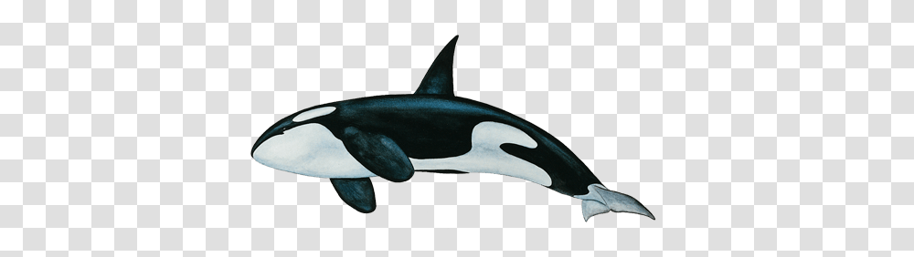 Killer Whale Bottom, Sea Life, Animal, Orca, Mammal Transparent Png