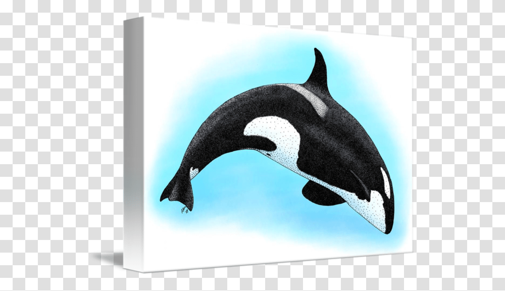 Killer Whale By Roger Hall Graphic Black And White, Orca, Mammal, Sea Life, Animal Transparent Png