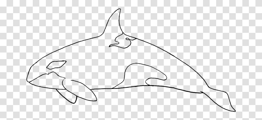 Killer Whale Cartilaginous Fish, Gray, World Of Warcraft Transparent Png