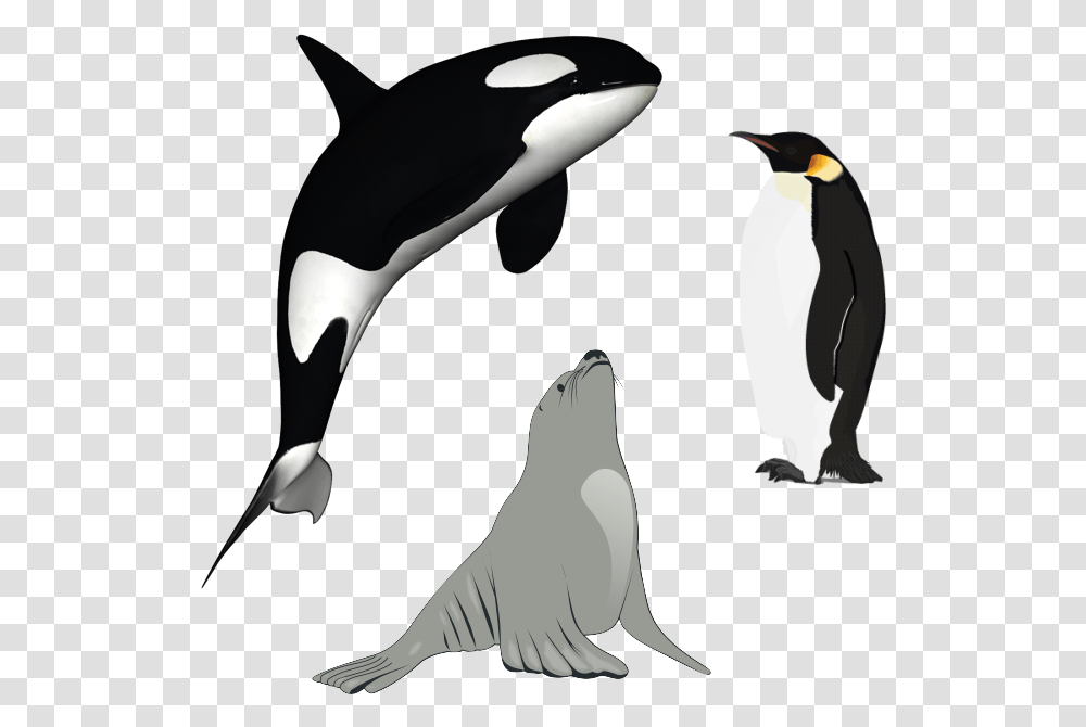 Killer Whale Cartoon, Animal, Penguin, Bird, Sea Life Transparent Png