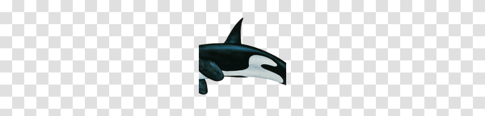 Killer Whale Clipart, Sea Life, Animal, Orca, Mammal Transparent Png