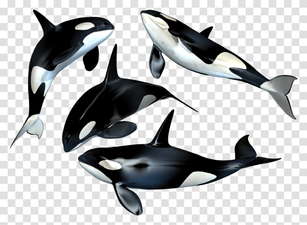 Killer Whale Clipart Whales, Orca, Mammal, Sea Life, Animal Transparent Png