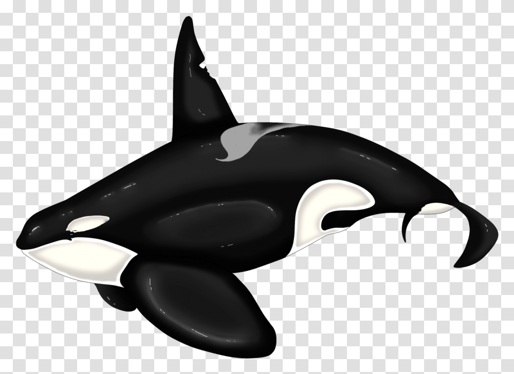 Killer Whale Dolphin Beluga Keiko Orca Ilistration, Sea Life, Animal, Mammal Transparent Png