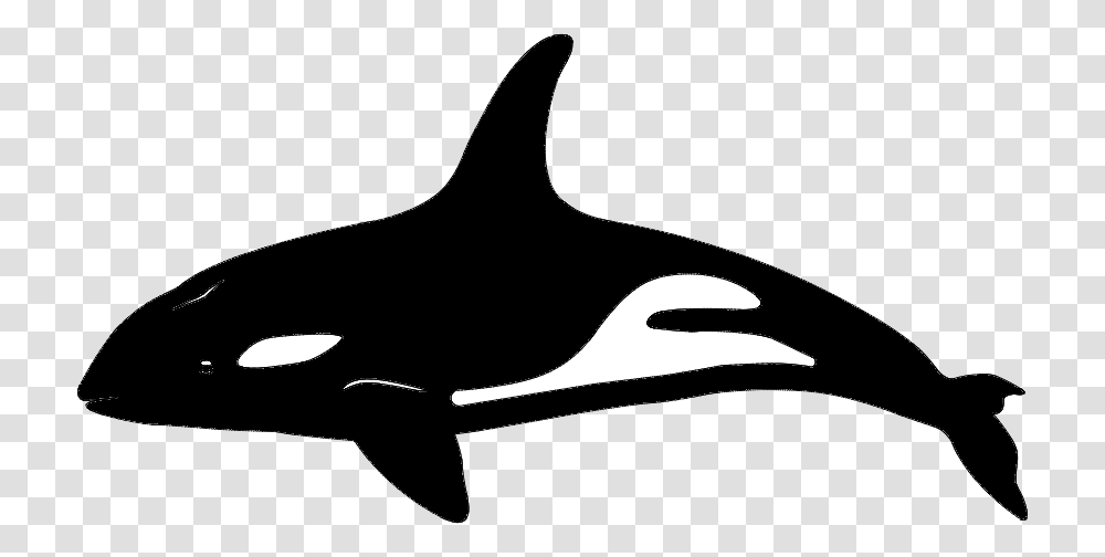 Killer Whale Dolphin Vector Graphics Portable Network Killer Whale, Sea Life, Animal, Orca, Mammal Transparent Png