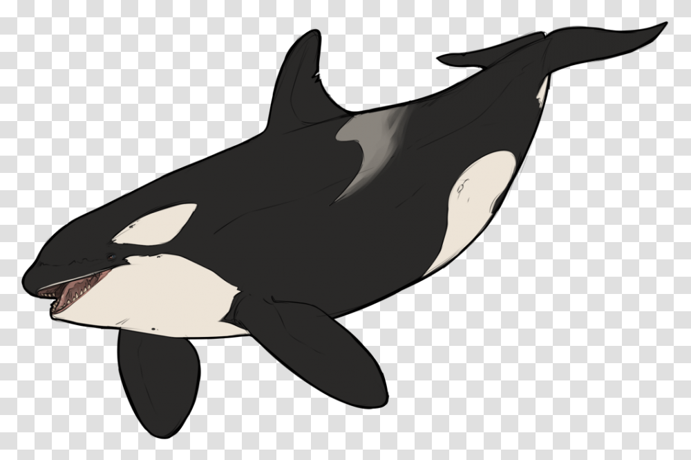 Killer Whale Dolphin Wildlife Animal Whale Animated, Shark, Sea Life, Fish, Mammal Transparent Png