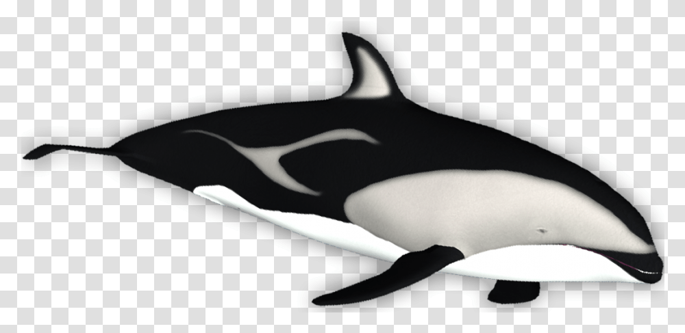Killer Whale Download Killer Whale, Orca, Mammal, Sea Life, Animal Transparent Png
