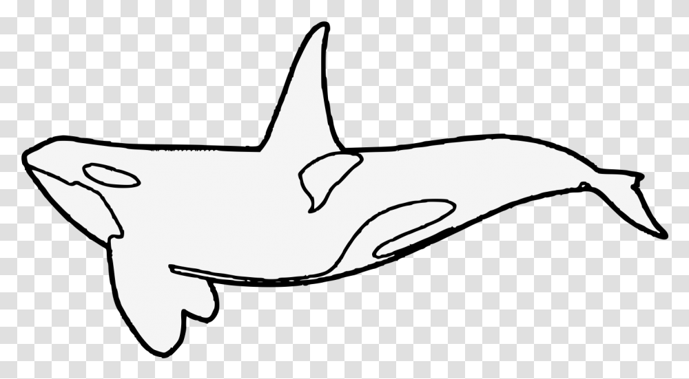 Killer Whale Drawn Clipart Killer Whale Art, Shark, Sea Life, Fish, Animal Transparent Png