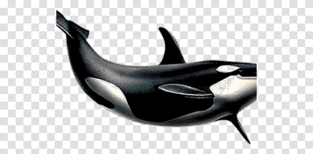 Killer Whale Images Background Killer Whale, Sea Life, Animal, Mammal, Orca Transparent Png