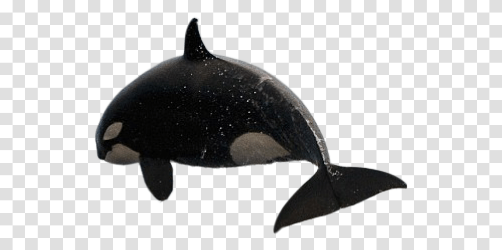 Killer Whale Images Orca Gif Background, Sea Life, Animal, Dolphin, Mammal Transparent Png