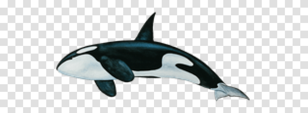 Killer Whale Images Whale, Sea Life, Animal, Mammal, Bridge Transparent Png