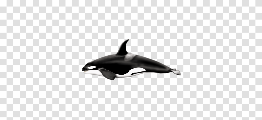 Killer Whale Jump, Sea Life, Animal, Mammal, Dolphin Transparent Png