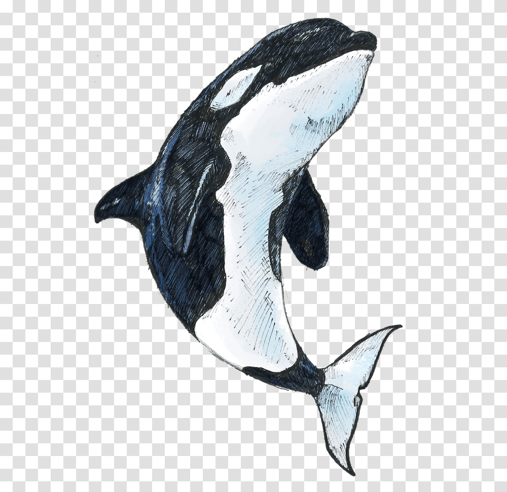 Killer Whale Killer Whale, Bird, Animal, Sea Life, Fish Transparent Png