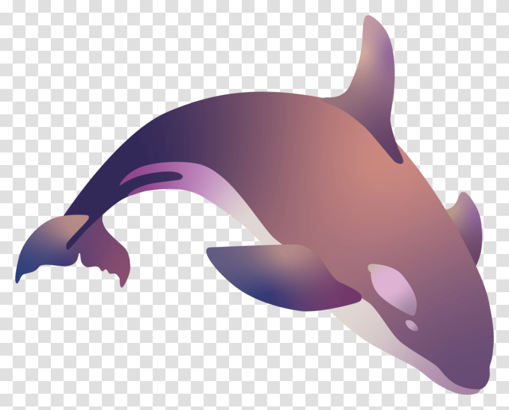 Killer Whale, Mammal, Animal, Sea Life, Dolphin Transparent Png