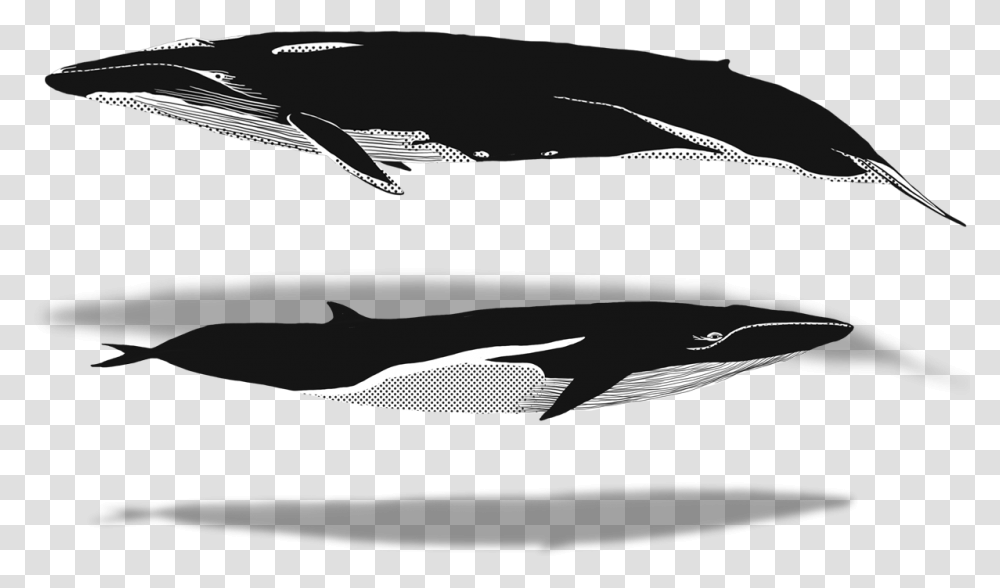 Killer Whale, Mammal, Sea Life, Animal, Silhouette Transparent Png