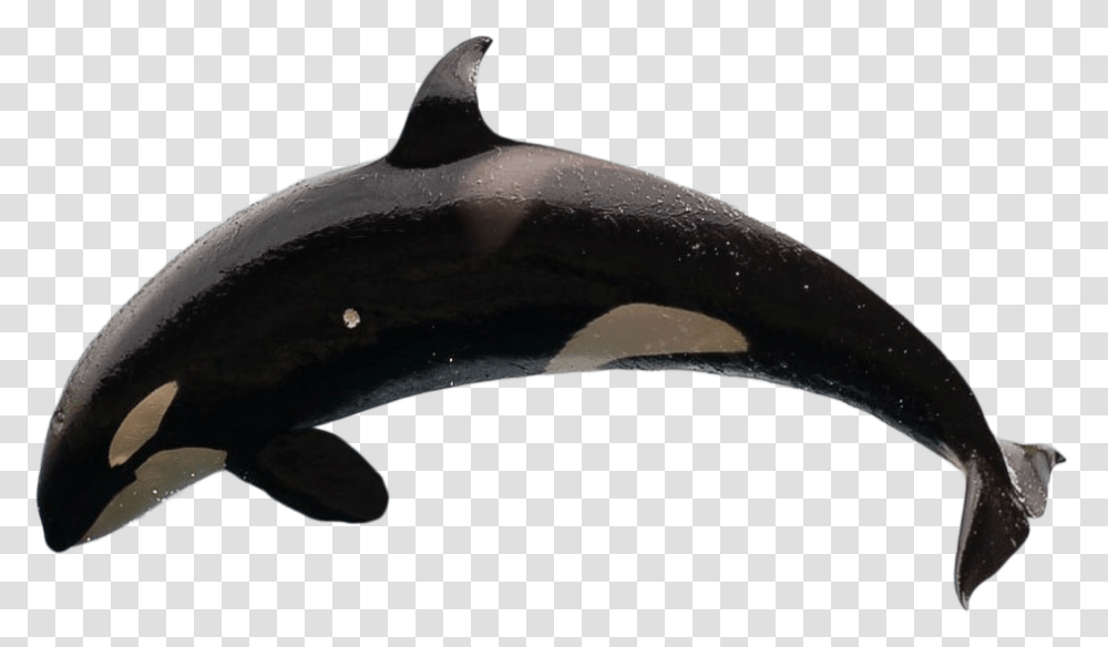 Killer Whale No Background, Shark, Sea Life, Fish, Animal Transparent Png