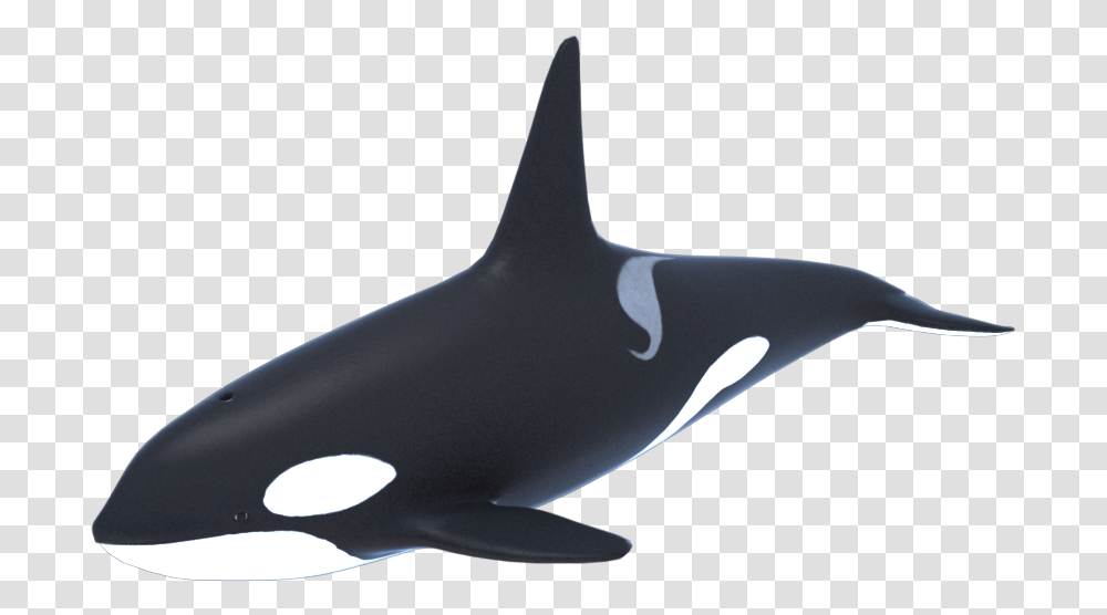 Killer Whale Orca 3d Model 1a Whale 3d, Sea Life, Animal, Mammal, Shark Transparent Png