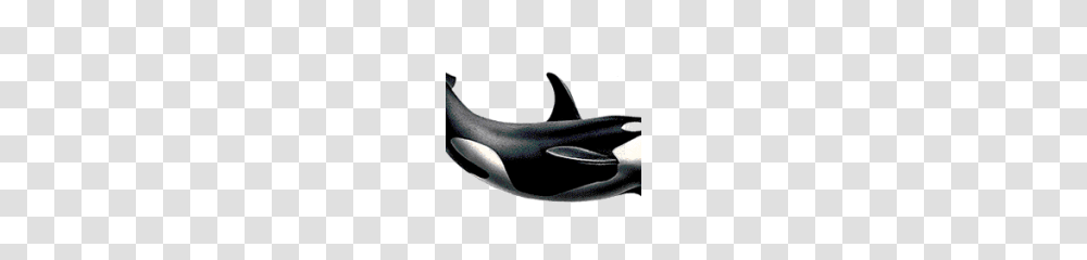 Killer Whale, Orca, Mammal, Sea Life, Animal Transparent Png