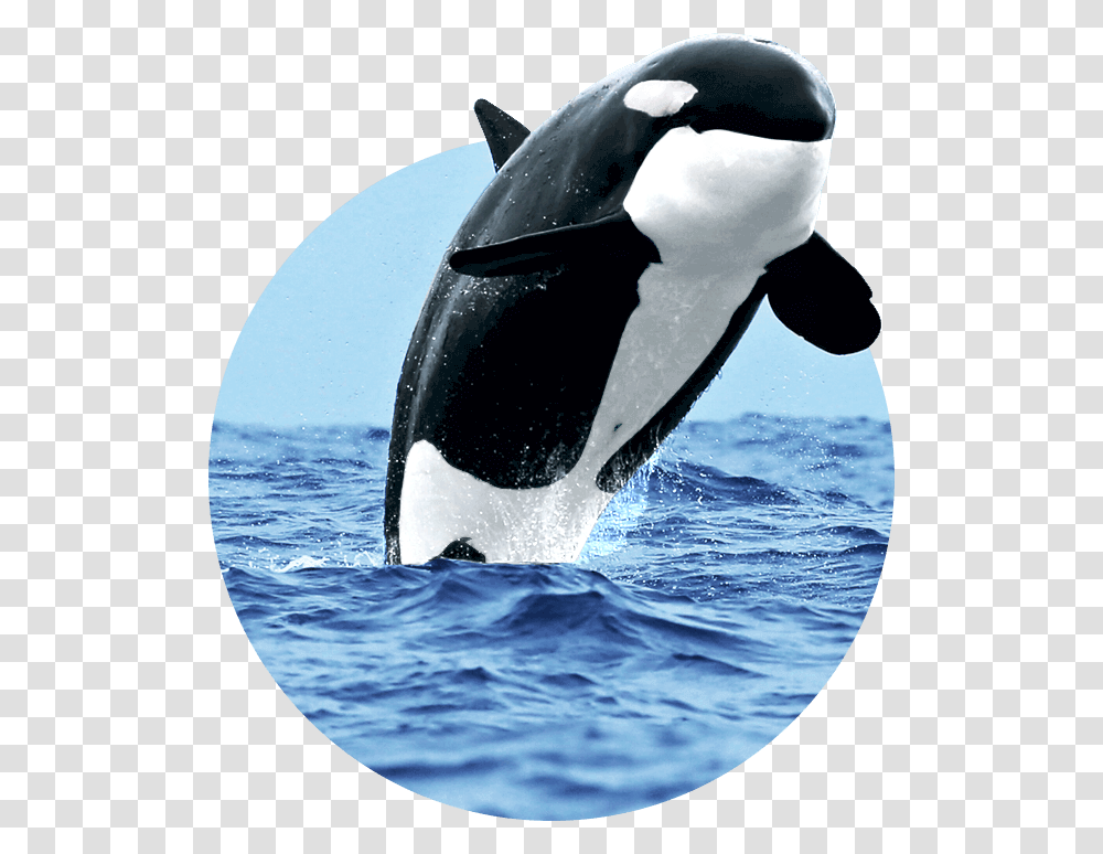 Killer Whale, Penguin, Bird, Animal, Orca Transparent Png