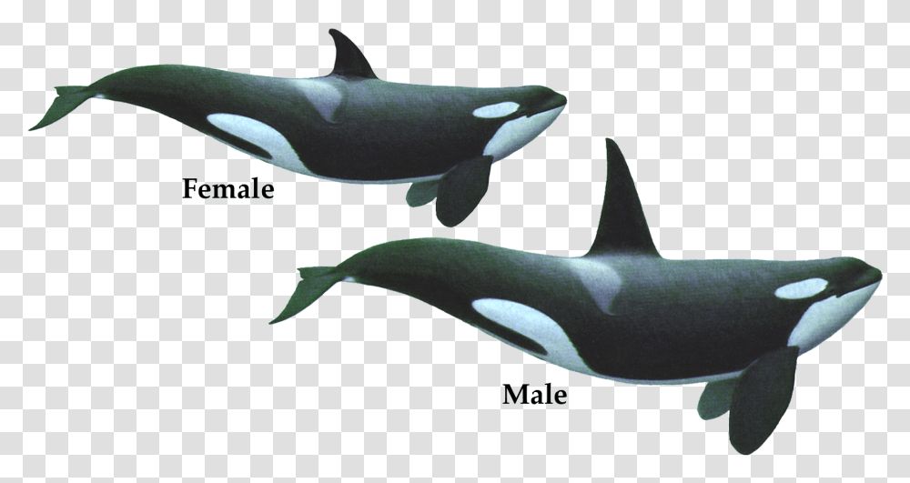 Killer Whale, Sea Life, Animal, Mammal, Orca Transparent Png