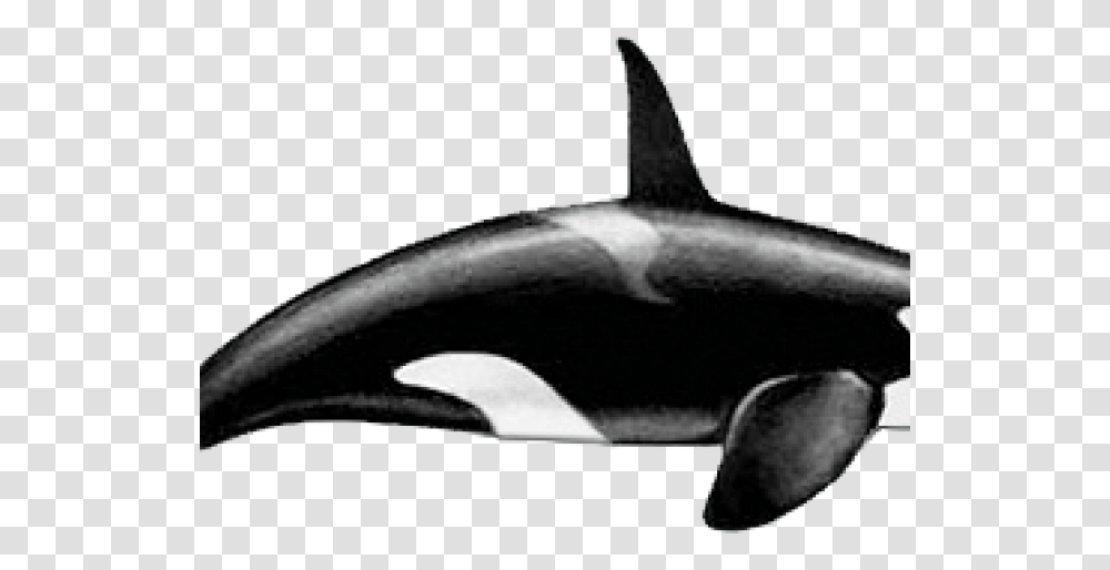 Killer Whale, Sea Life, Animal, Mammal, Sunglasses Transparent Png