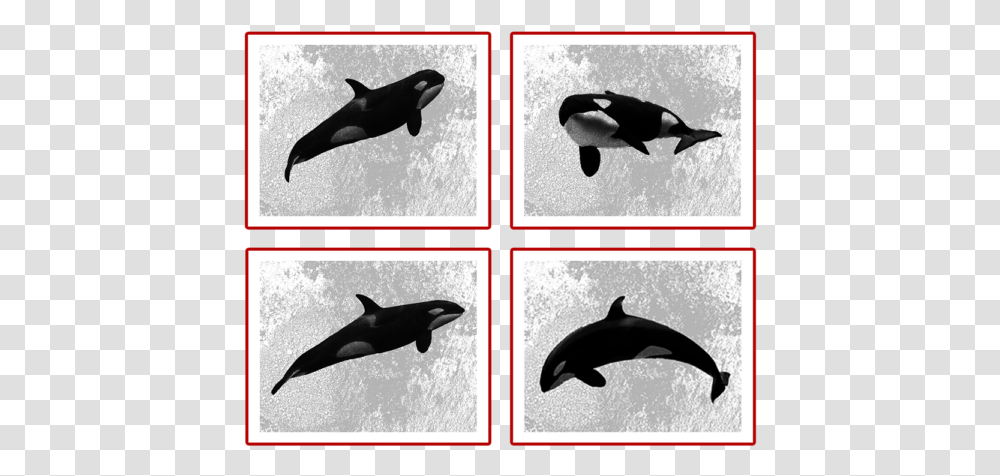 Killer Whale, Sea Life, Animal, Orca, Mammal Transparent Png
