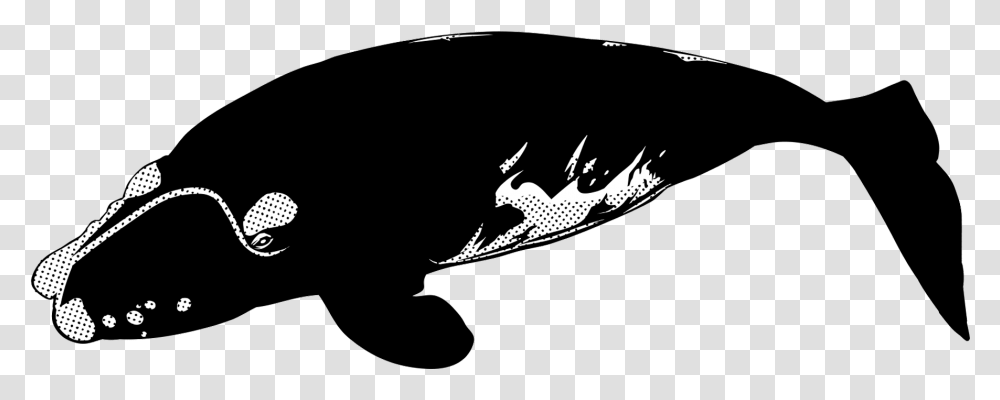 Killer Whale, Bow Transparent Png