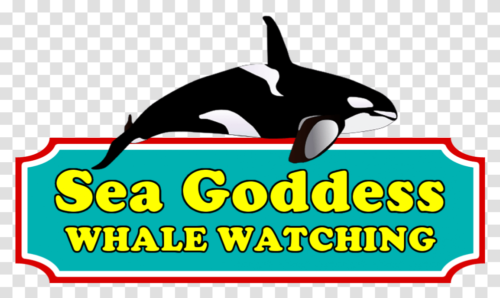 Killer Whale, Sunglasses, Plant Transparent Png