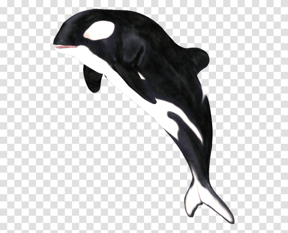 Killer Whalemarine Dolphinfincommon Common Dolphincommon Whale, Mammal, Animal, Sea Life, Orca Transparent Png