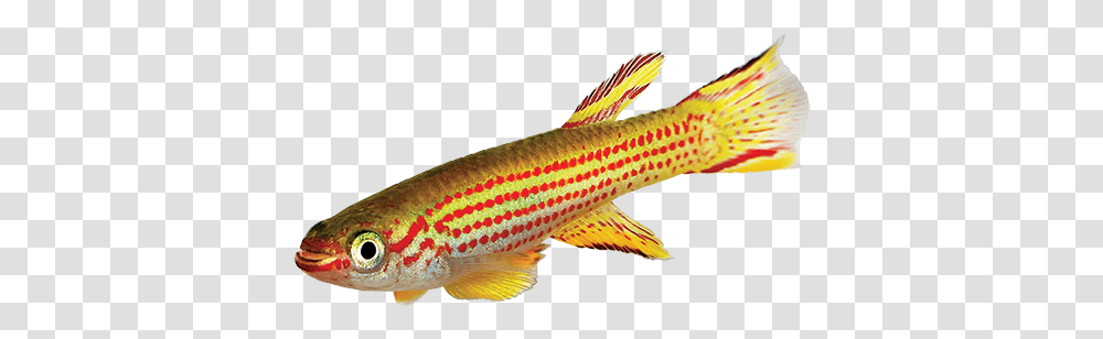 Killifish Care Sheet Gilli Fish, Animal, Aquatic, Water, Plant Transparent Png