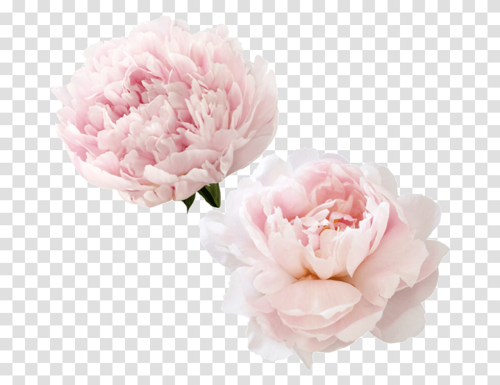 Kimberly L Peony Flower, Plant, Blossom, Carnation, Dahlia Transparent Png
