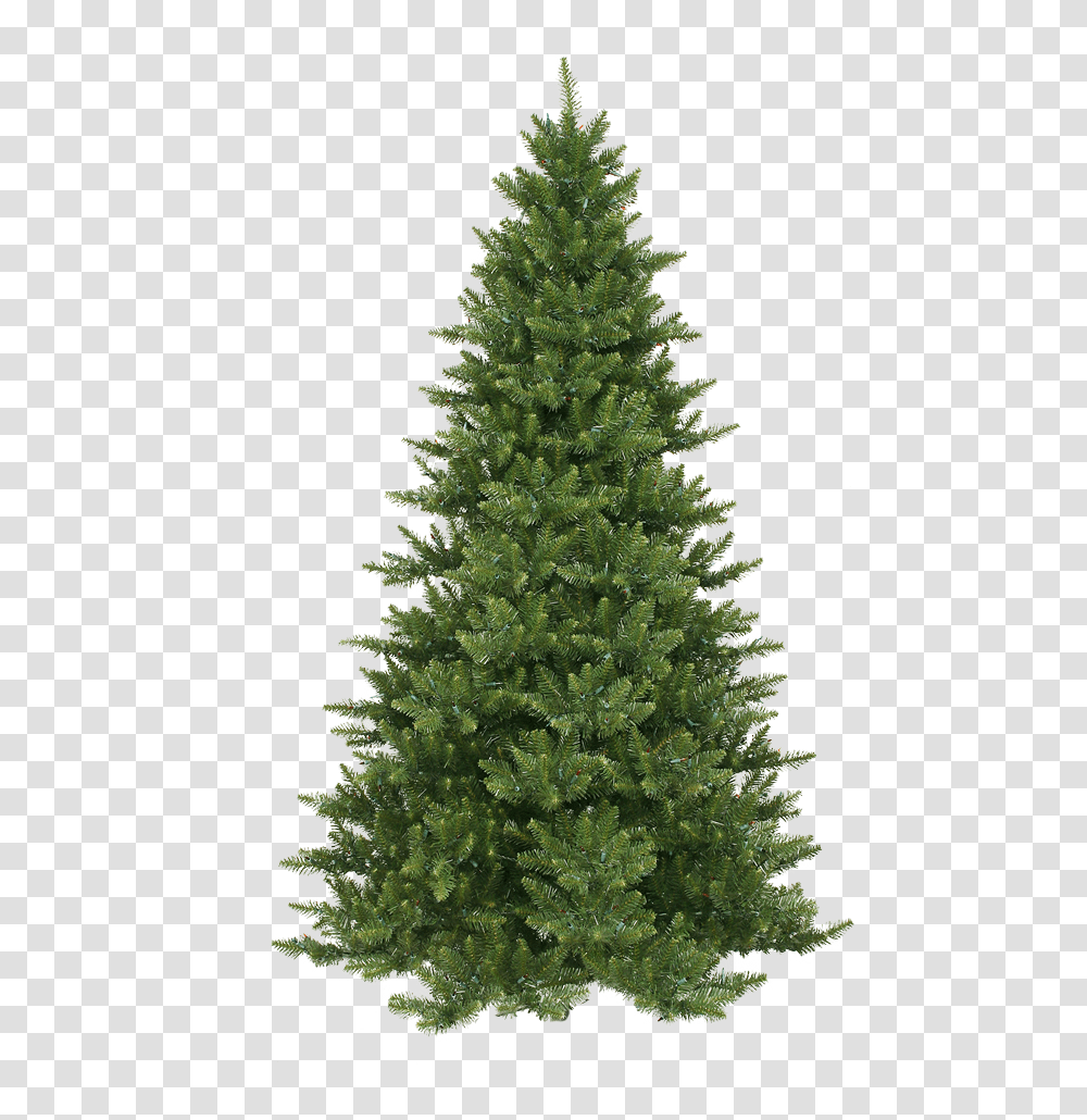 Kind Of Tree Is A Christmas Tree, Ornament, Plant, Pine, Conifer Transparent Png