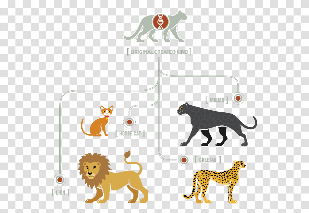Kinds Of Cats, Cheetah, Wildlife, Mammal, Animal Transparent Png