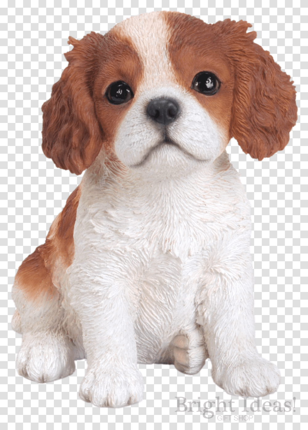 King Charles Puppy Dog Vivid Arts Pet Pals Brown Tall Is A King Charles Spaniel Puppy, Canine, Animal, Mammal Transparent Png