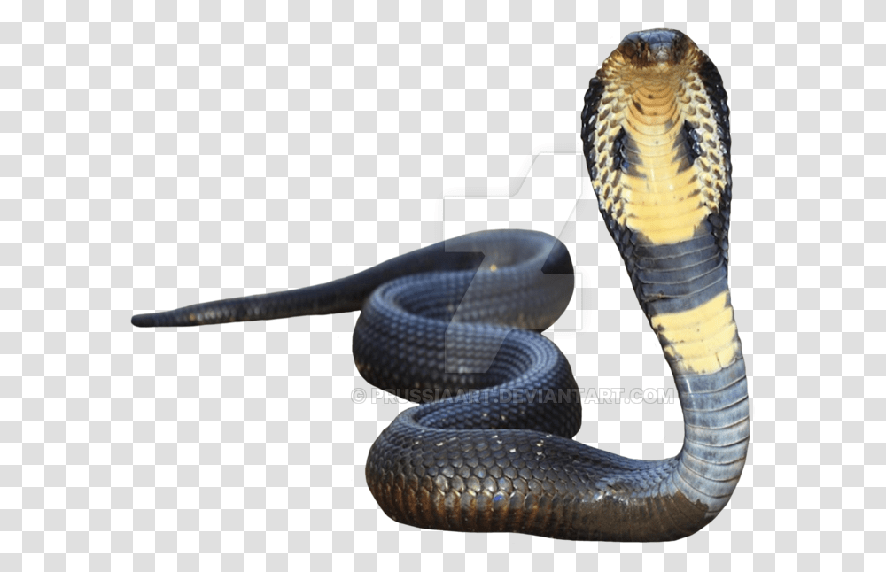 King Cobra Background King Cobra Background, Snake, Reptile, Animal Transparent Png