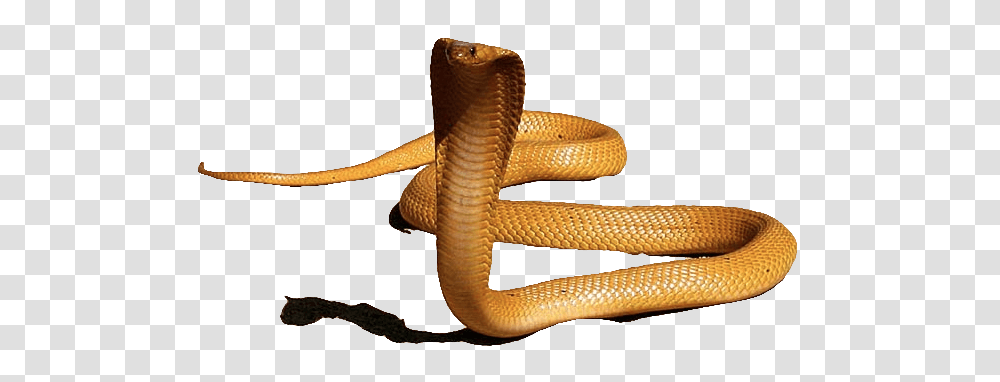 King Cobra Hd, Snake, Reptile, Animal Transparent Png