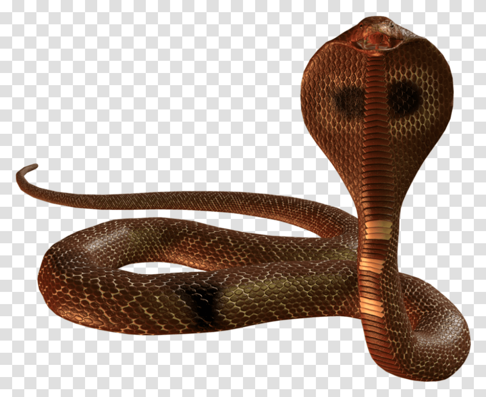 King Cobra Snake, Reptile, Animal Transparent Png