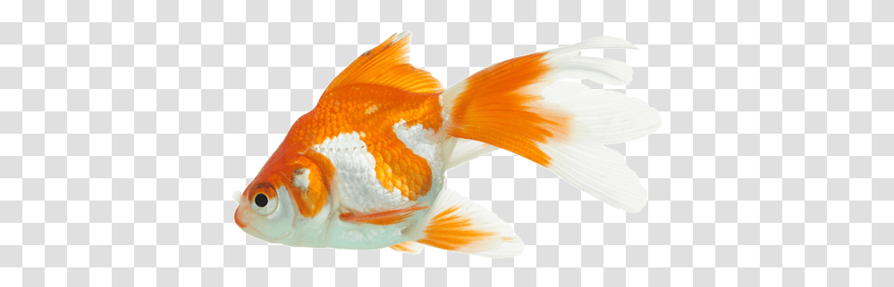 King Goldfish Full Size Download Seekpng Aquarium Gold Fish, Animal, Bird Transparent Png